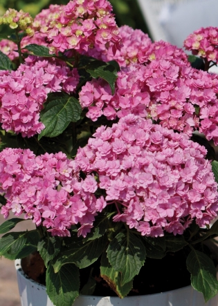 Royalty variety® Together Pink