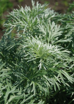 Artemisia alba (Camphor wormwood)