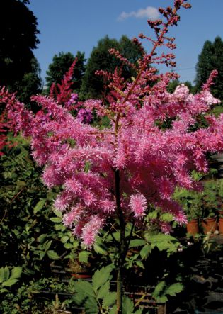 Astilbe jap. Montgommery