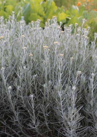 Helichrysum italicum compact