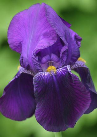 Iris gem. Bishop Robe