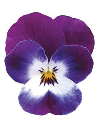 Volaja XL Purple White