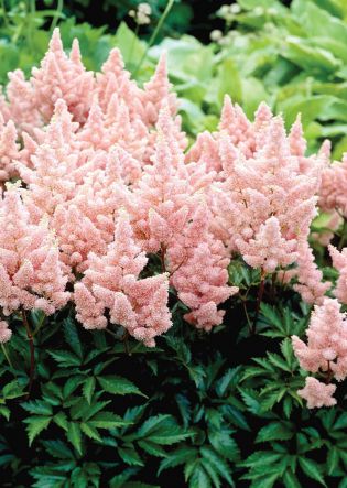 Astilbe jap. Sister Therese